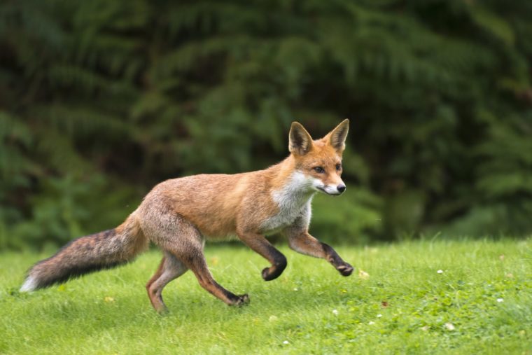 10 Amazing Facts About Foxes That Will Blow Your Mind Page 5 Animal