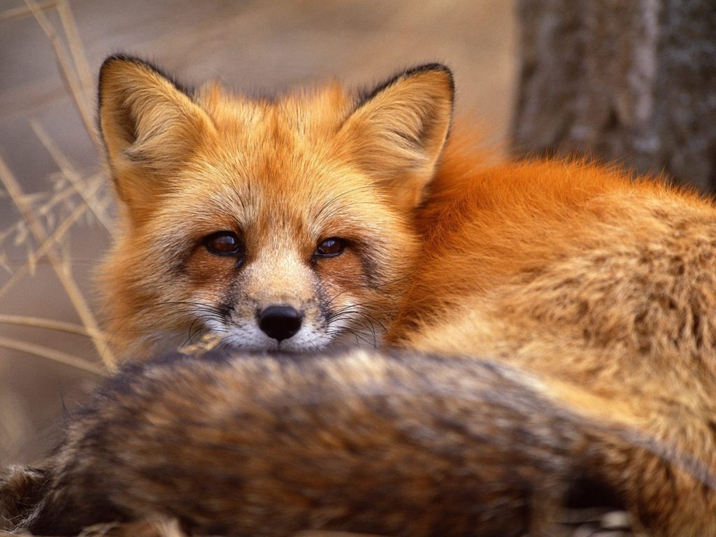 fox-facts-6