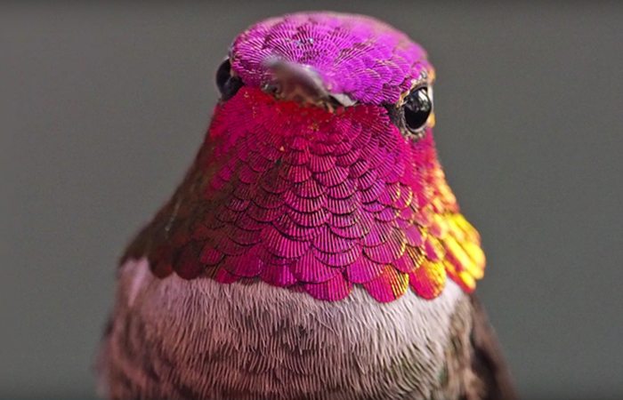 hummingbirds-2