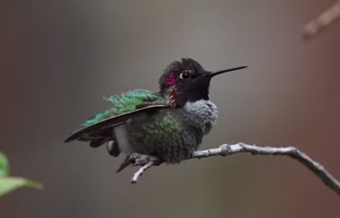 hummingbirds-3