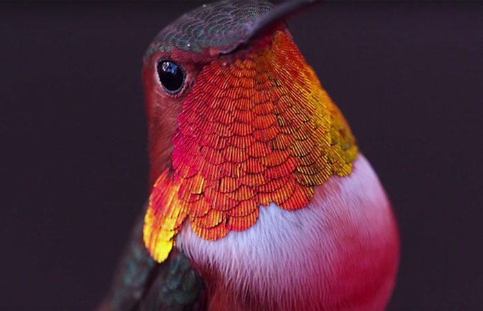 hummingbirds-6