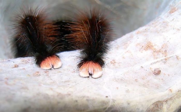 spider-paws-1