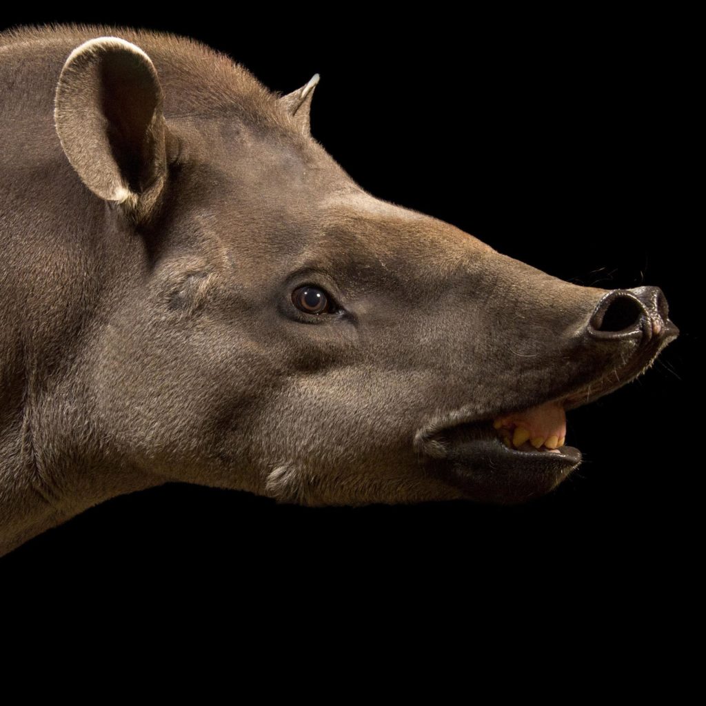 tapir-facts-1