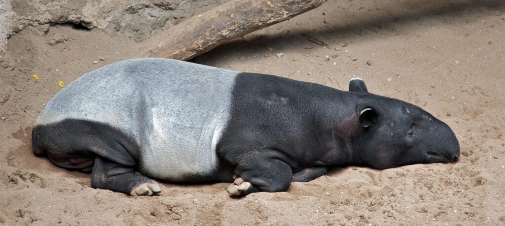 tapir-facts-10