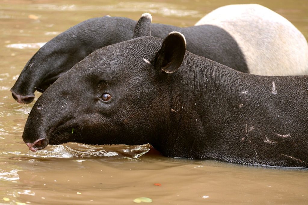 tapir-facts-2