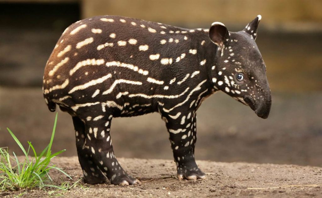 tapir-facts-3