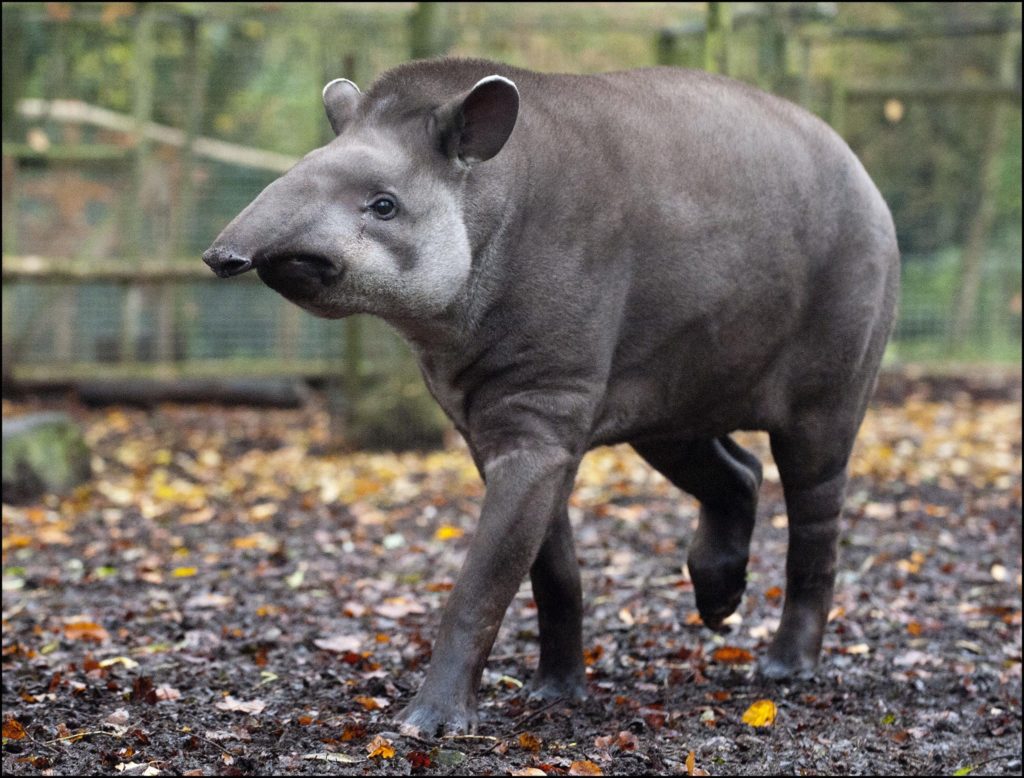 tapir-facts-5