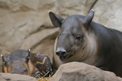 tapir-facts-6