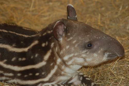 tapir-facts-7