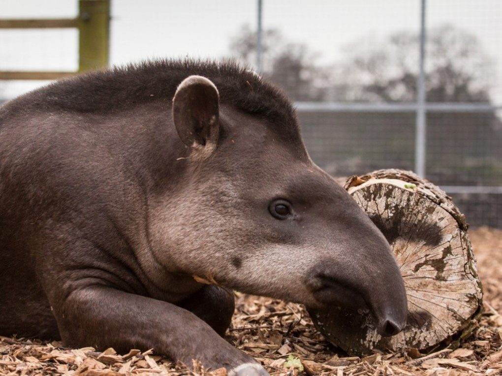 tapir-facts-8