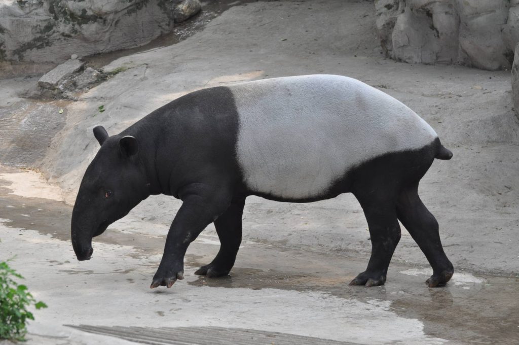 tapir-facts-9