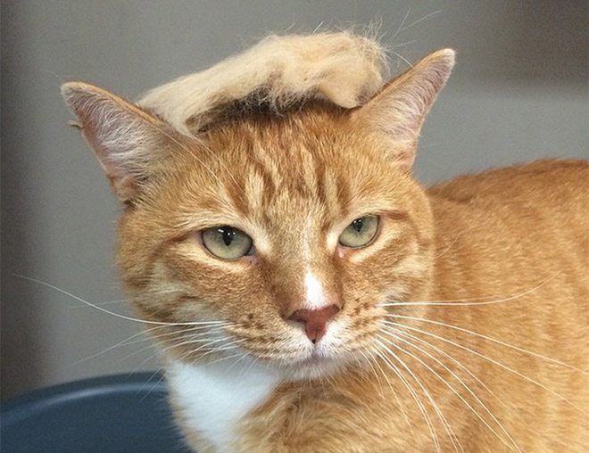 Donald-Trump-Cat-2