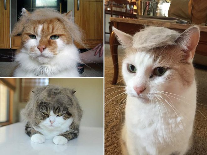 Donald-Trump-Cat-3