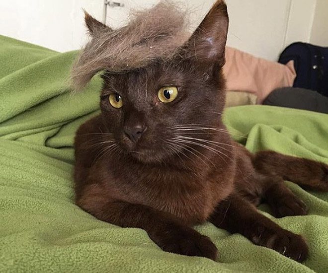 Donald-Trump-Cat-6