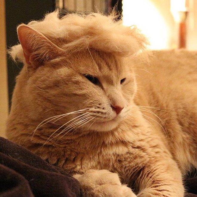 Donald-Trump-Cat-7