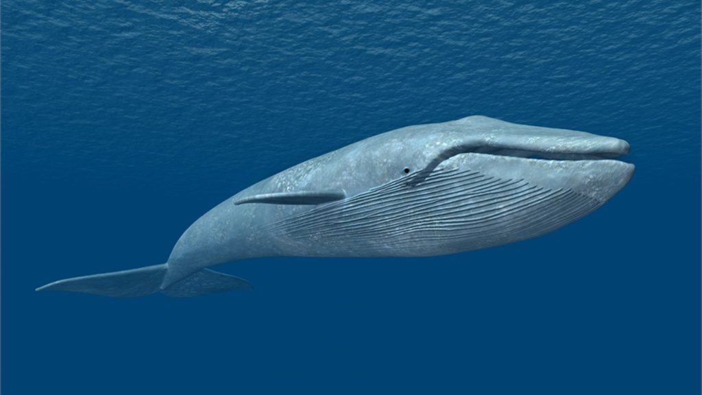 blue-whale-1