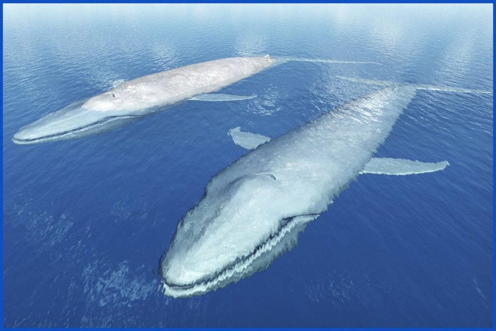blue-whale-9