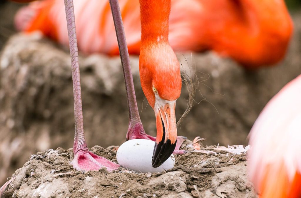 flamingos-10