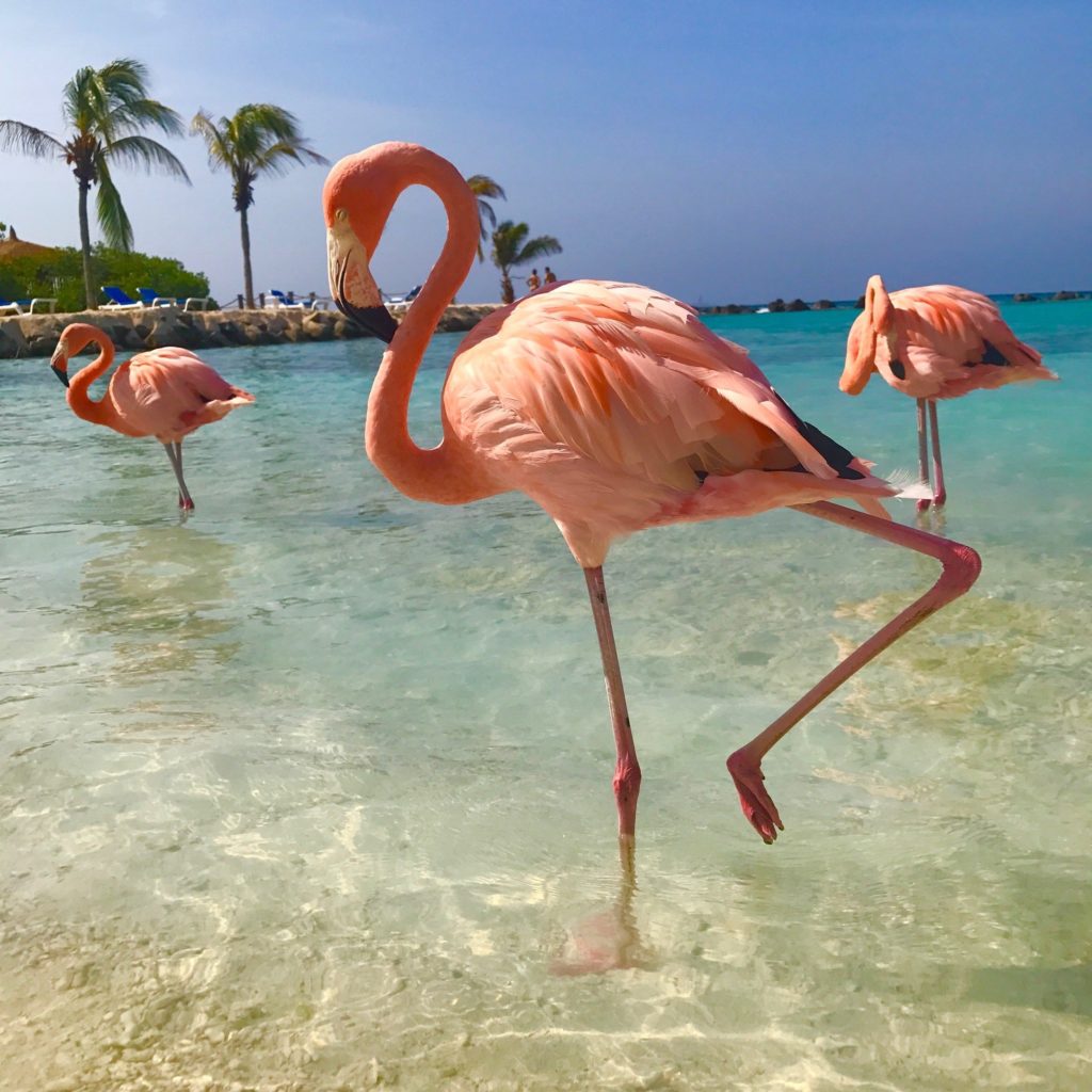 flamingos-2