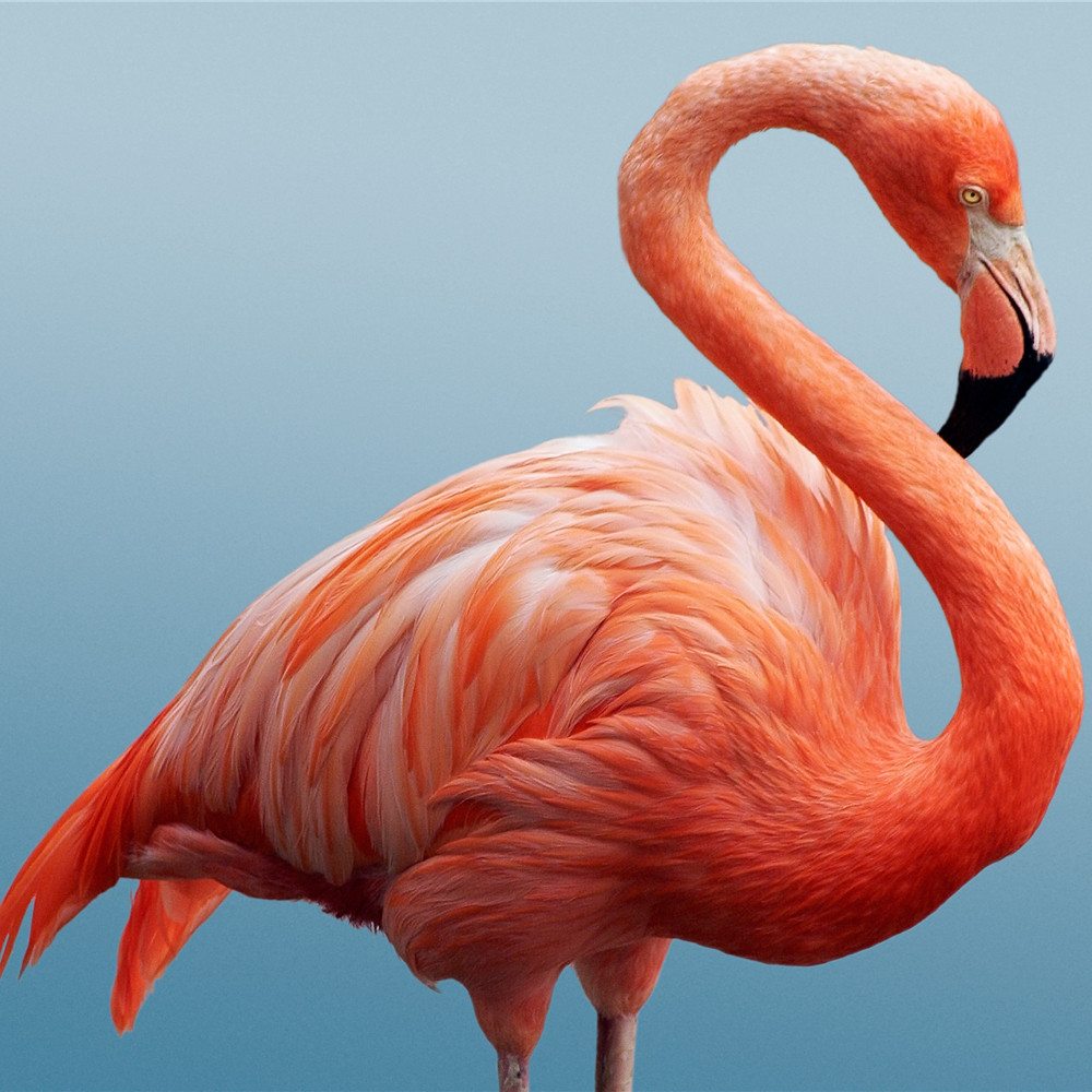 flamingos-5