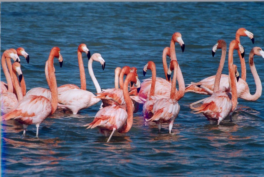 flamingos-7