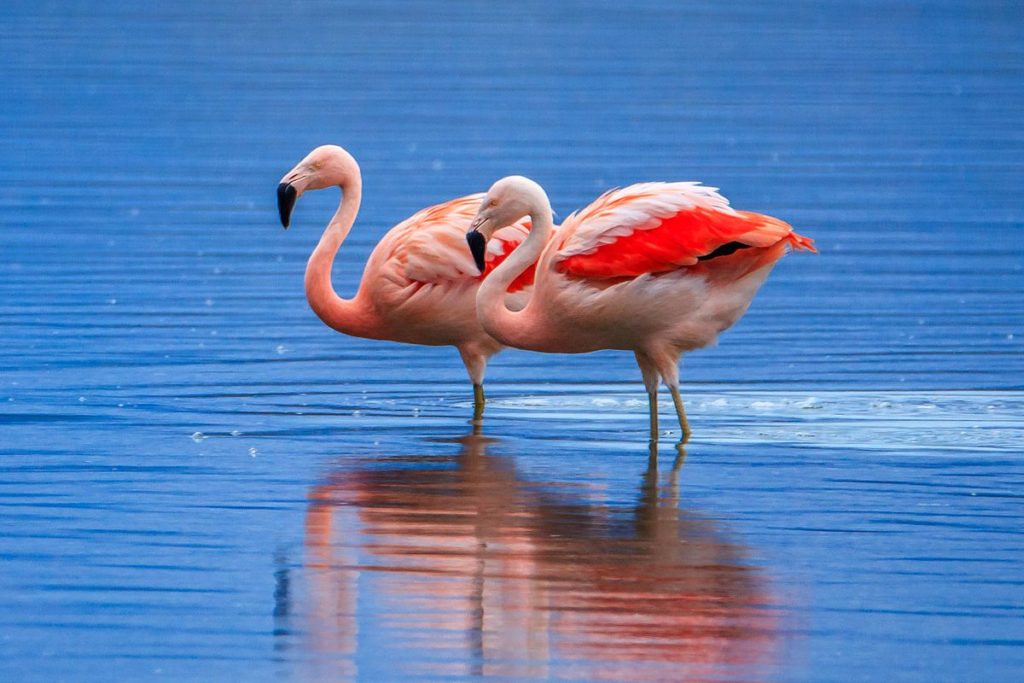 flamingos-8