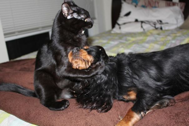 funny-cats-and-dogs-6