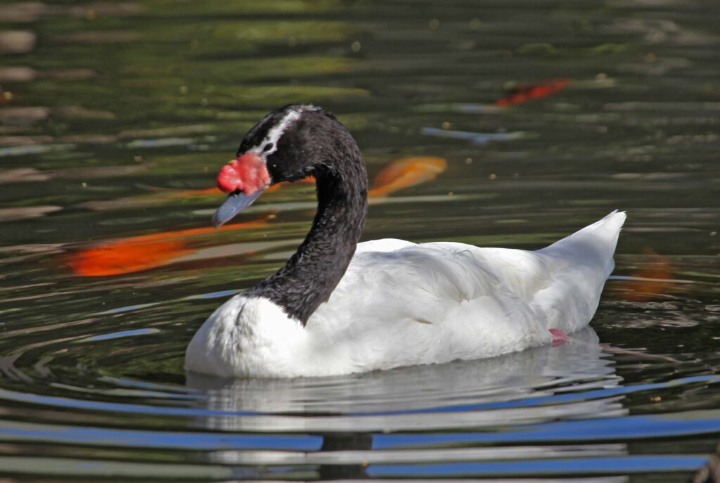 swan-facts-3
