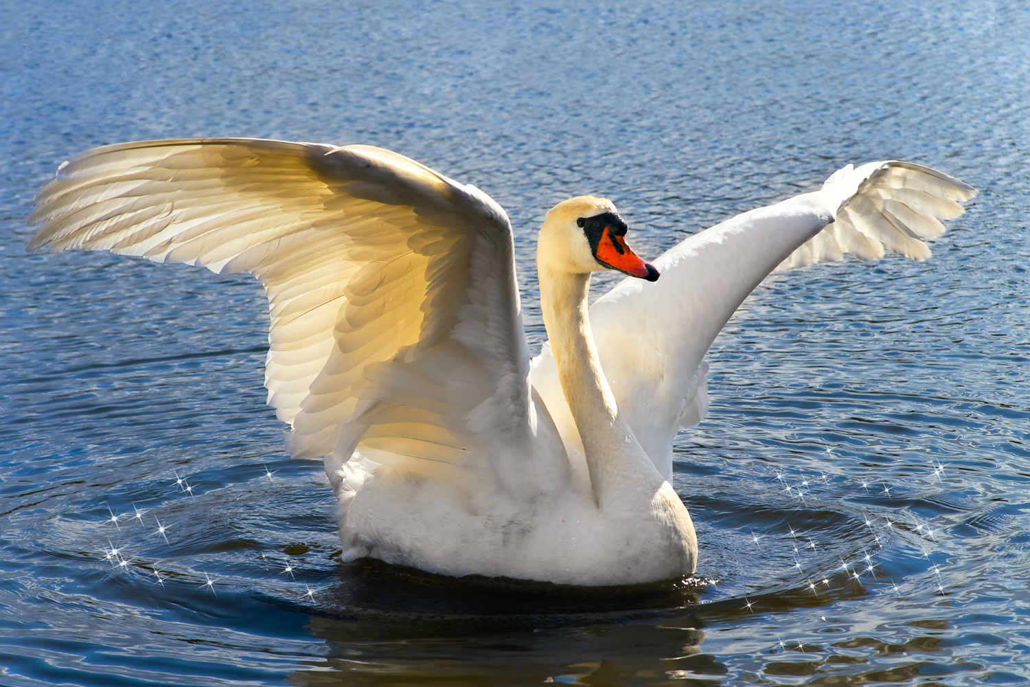 swan-facts-4