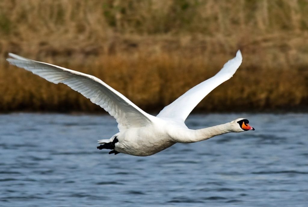 swan-facts-6