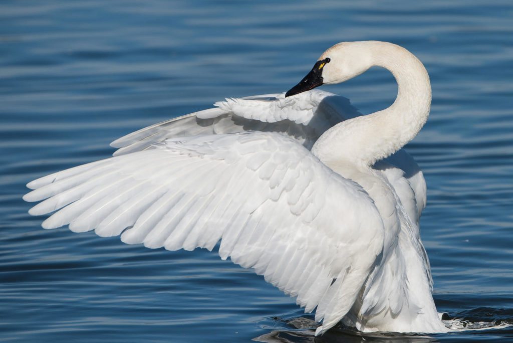 swan-facts-8