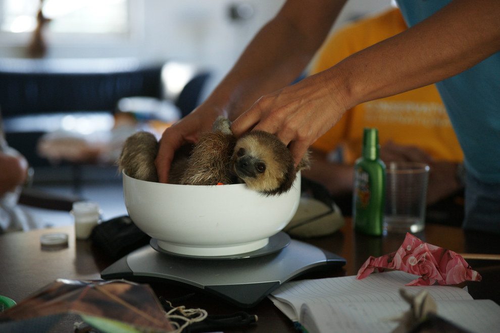 1-baby-sloth