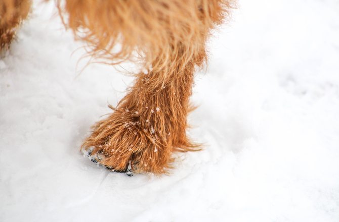 2-how-to-get-your-pet-ready-for-winter