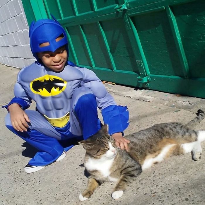2-superhero-cats-saving