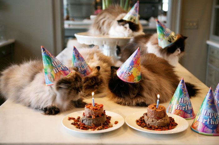 3-animals-with-flawless-birthday-parties