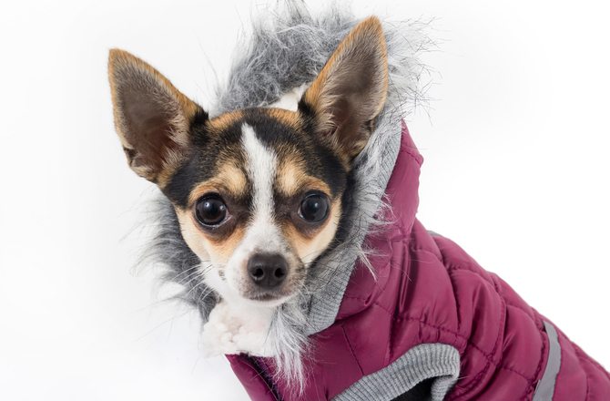 3-how-to-get-your-pet-ready-for-winter