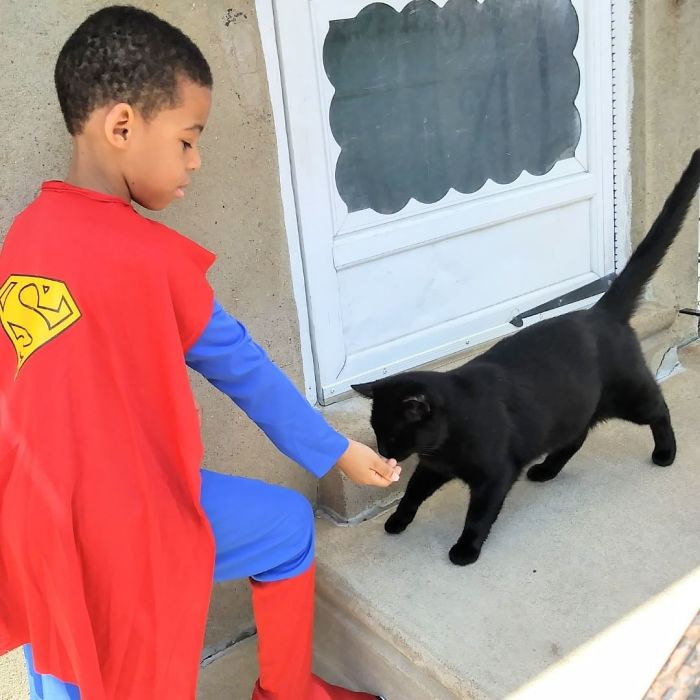 3-superhero-cats-saving