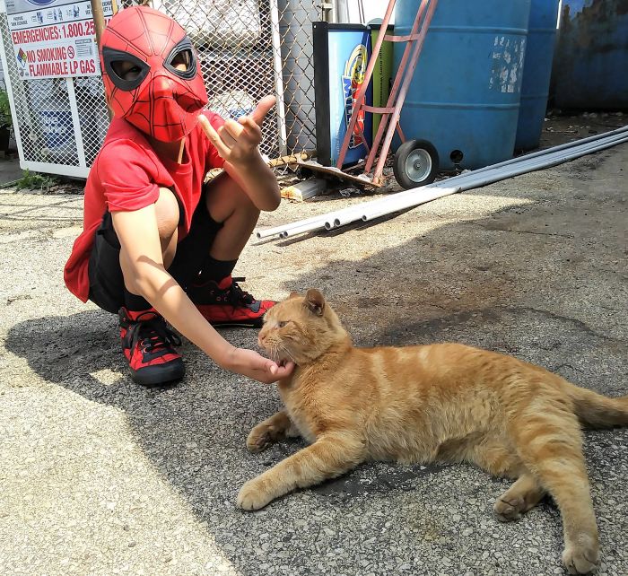 5-superhero-cats-saving