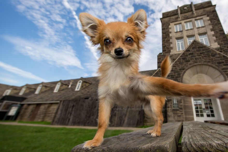 7-dog-best-selfies-cutest
