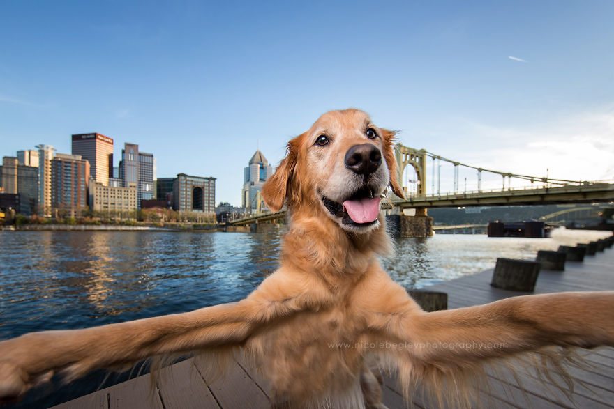 8-dog-best-selfies-cutest