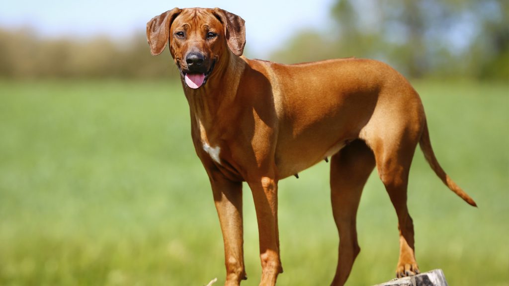 Top 25 Most Aggressive Dog Breeds Near You Page 6 Animal Encyclopedia