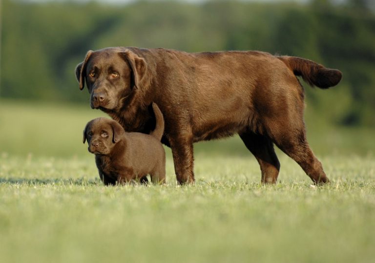 Top 10 Large Dog Breeds That Everybody Wants Animal Encyclopedia