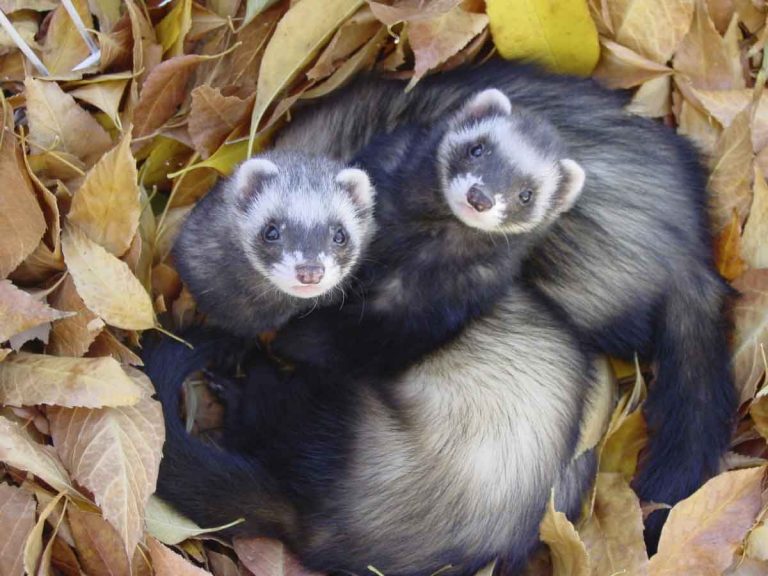 16 Animals That Were Successfully Cloned Animal Encyclopedia
