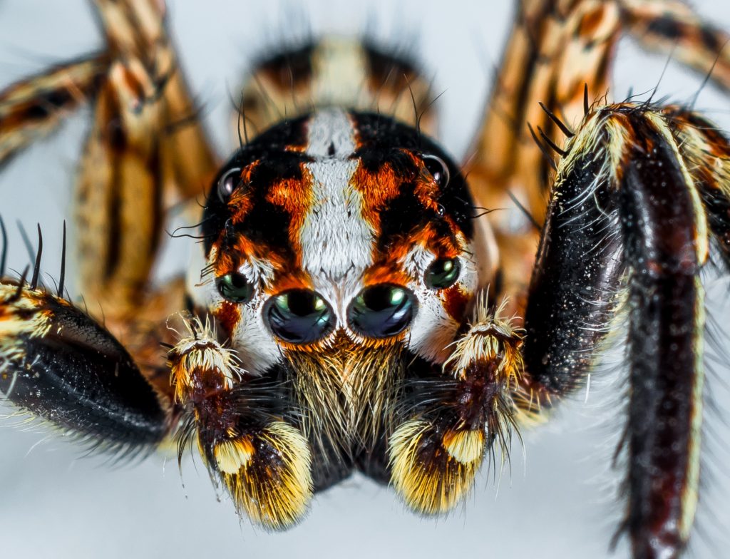 brazilian wandering spider in india