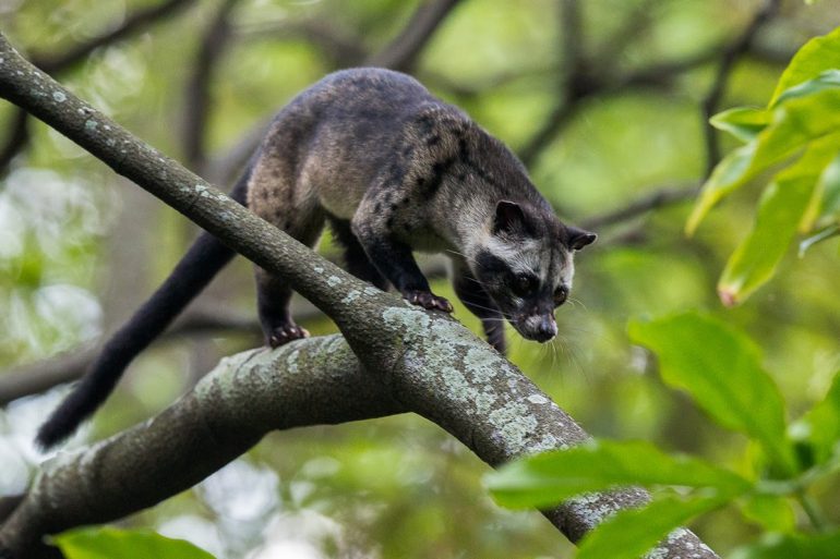 Amazing Facts About Common Palm Civets Animal Encyclopedia