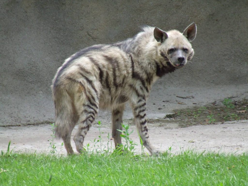 These Facts About Striped Hyenas Will Impress You – Page 2 – Animal