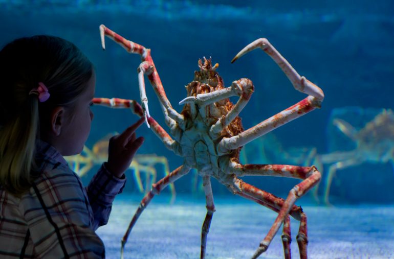 Amazing Facts About Japanese Spider Crabs Page 2 Animal Encyclopedia