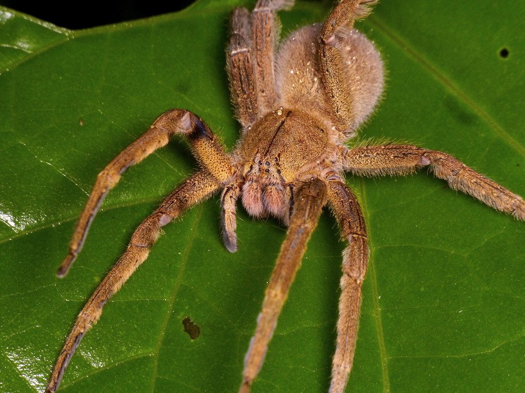 where do brazilian wandering spiders lay their eggs