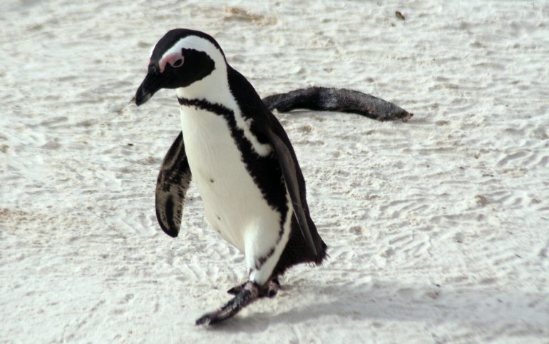 Amazing Facts About African Penguin – Animal Encyclopedia