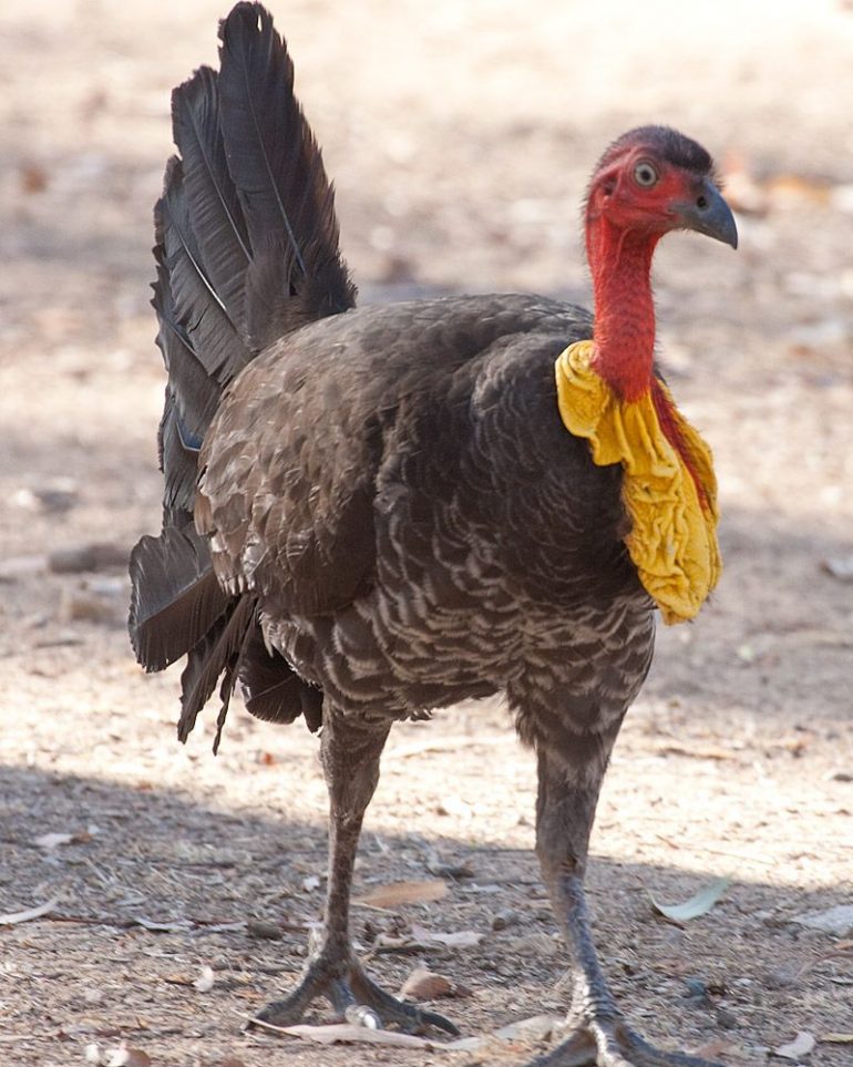 Australian BrushTurkey Beautiful Features and Lifestyle Page 2 Animal Encyclopedia